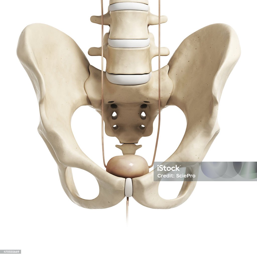 bladder and hip 3d rendered illustration of the human bladder Anatomy Stock Photo
