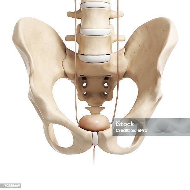 Bladder And Hip Stock Photo - Download Image Now - Anatomy, Biology, Biomedical Illustration