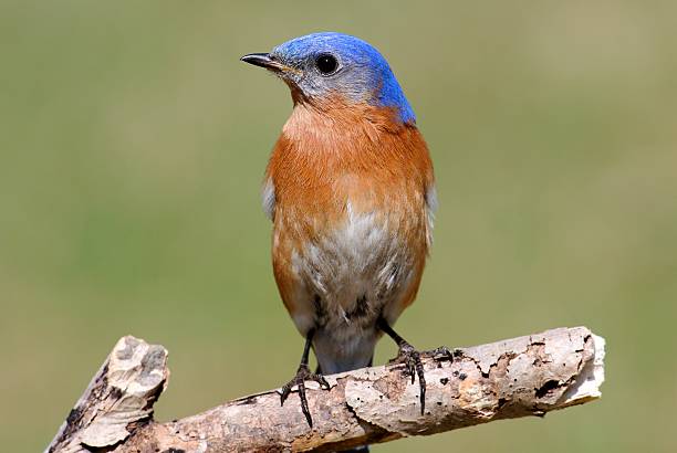 istock Male Eastern Bluebird (Sialia sialis) on a branch 470556896