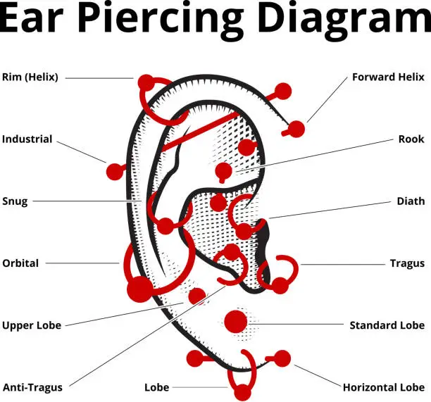 Vector illustration of Ear Piercing Style Diagram