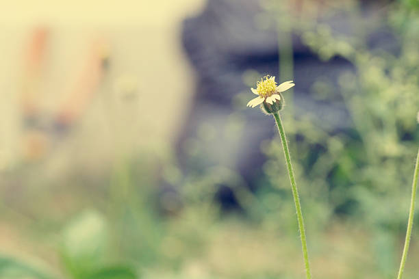 istock Little white Daisy. - Vintage effect style pictures 470557418