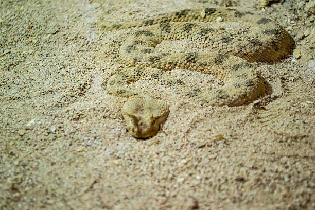 istock snake poisonous reptiles 470560116