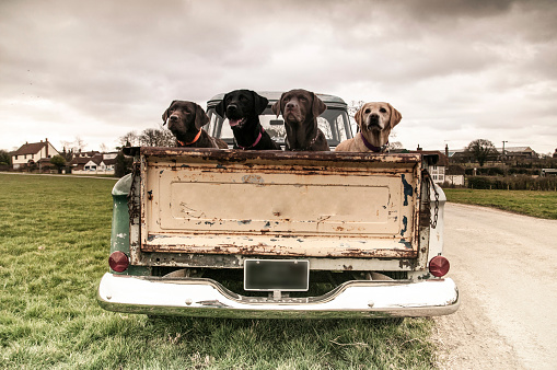 Old American truck with Labradors in the back