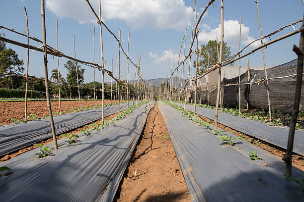 istock Lettuce plantation field. Day light. Greece 470563486