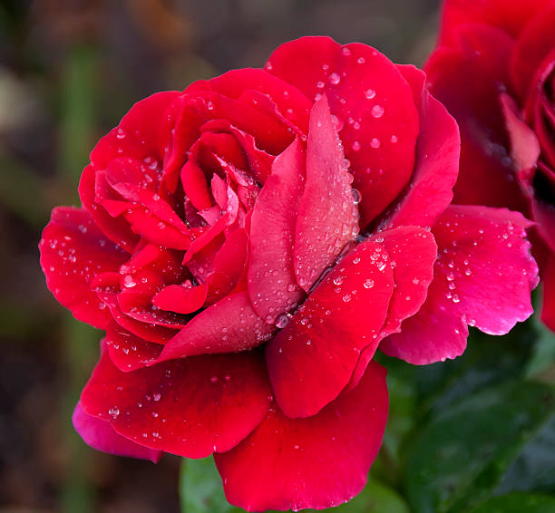 Rain covered rose in the park stock photo