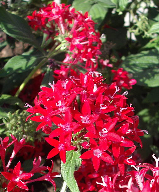 istock Shock of Red Flowers 470567763