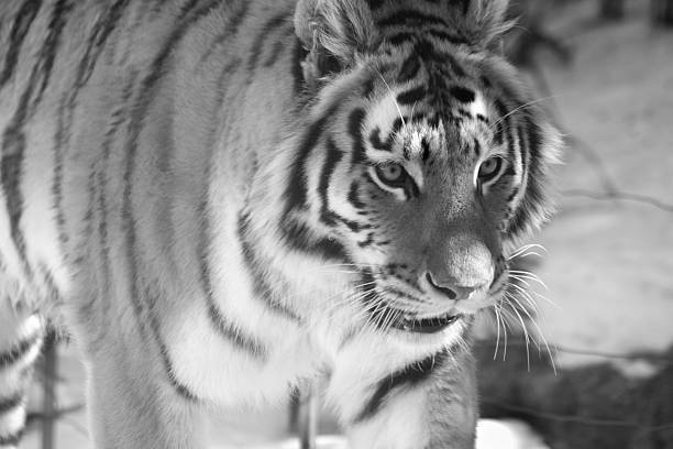 istock The Siberian tiger 470568446