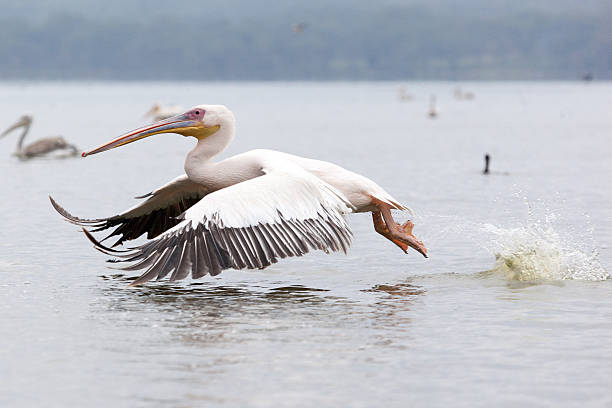 istock Great white pelican skimming the lake surface 470568518