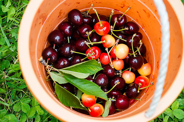 Bucket of cherries fresh from being picked off the tree stock photo