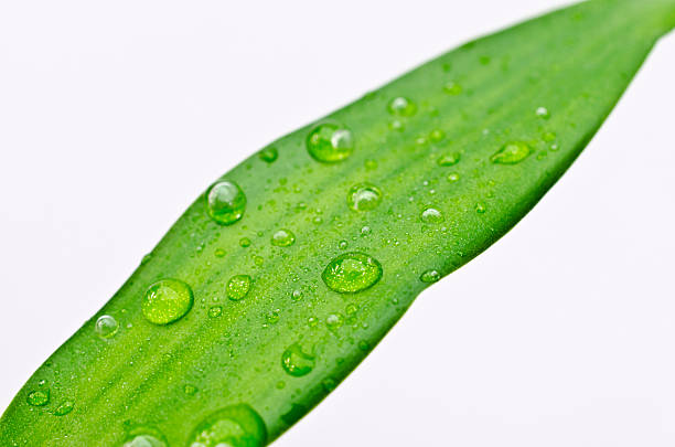 gocce d'acqua su foglia di bambù - bamboo shoot bamboo indoors plant foto e immagini stock