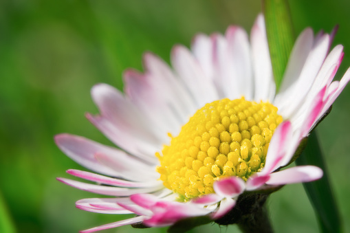 Floral nature daisy macro background in green