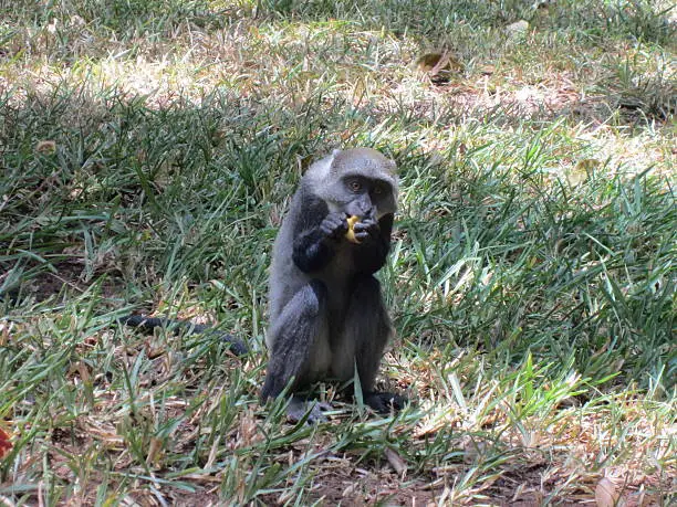 A green monkey, a small species of monkey, sits on a meadow in Kenya and eats a small piece of bread with her hands.