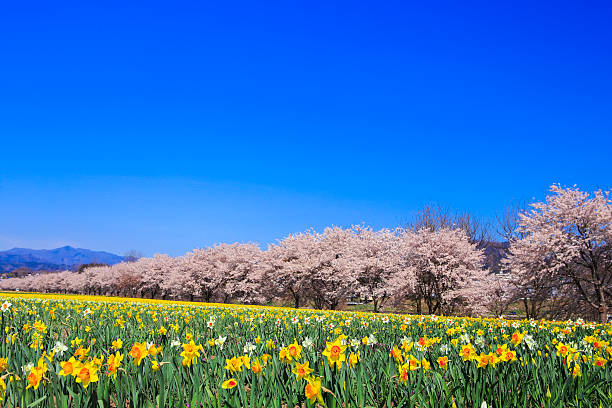 daffodils e alberi di ciliegio - gunma foto e immagini stock