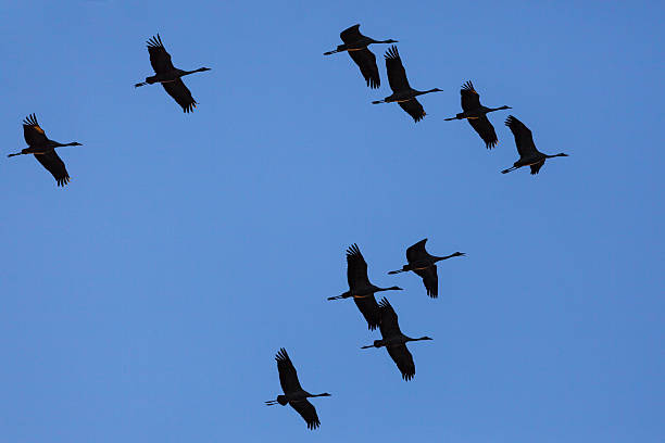 istock Silhouettes of cranes 470572163