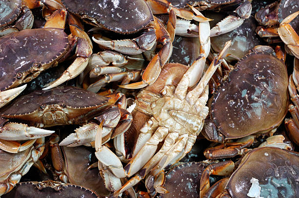 istock Live Dungeness Crabs Ready for Market 470576361