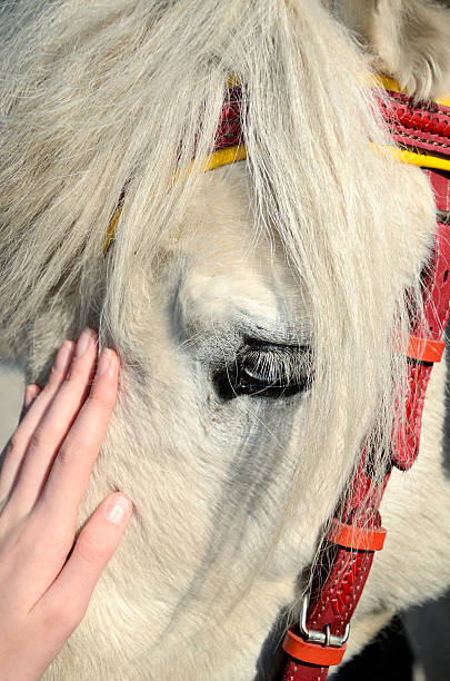 istock girls hand stroking face white pony 470578410