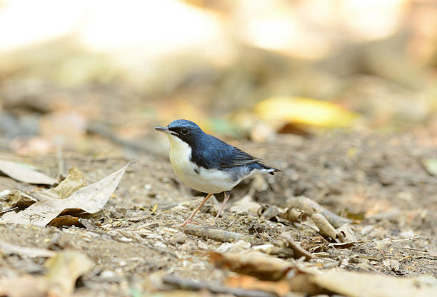 istock male Siberian Blue Robin (Luscinia cyane) 470579953