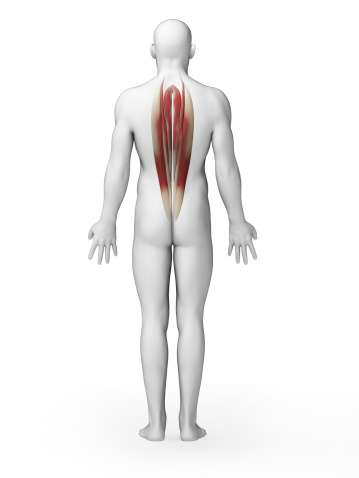 3d rendered illustration - back muscles