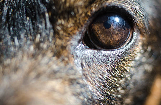 istock Eye of a Dachshund, close up 470583560