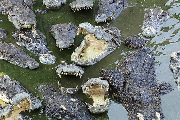 istock Close up crocodile masses 470584157