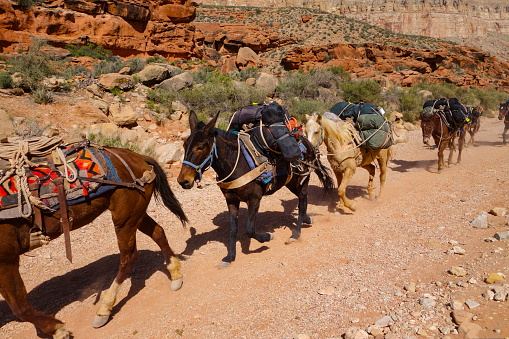 Mules are carrying heavy luggages for backpacking people on Grand Canyon trail.
