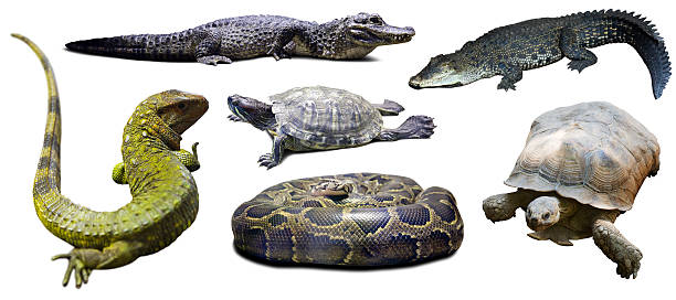 istock Set of reptilian. Isolated over white 470586514