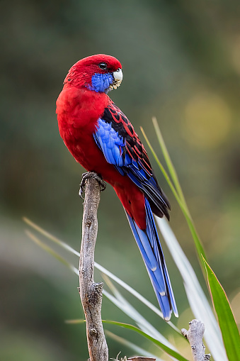 Crimson Rosella perched on a stick in the rain forest