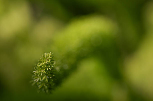 Asparagus stem in macro shot stock photo