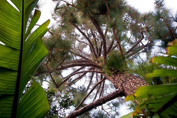 Pine tree and banana leafs in a foggy Malibu backyard. stock photo