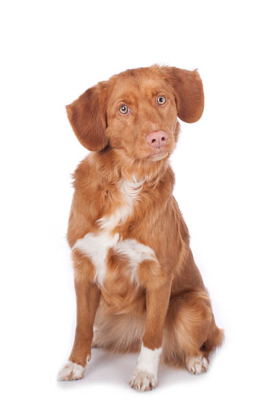 istock Duck Tolling Retriever sitting on white 470591442