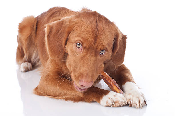 istock Retriever is chewing a chew toy 470591558