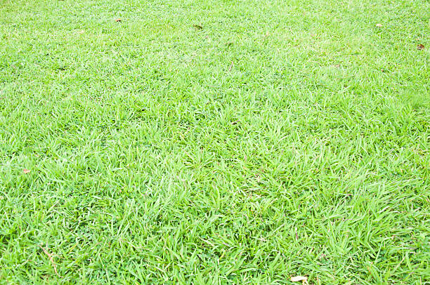 istock Close-up image of fresh spring green grass 470591576