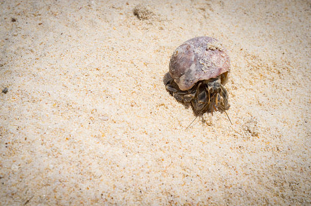 istock Tiny hermit crab walking on a beach of tropical island. 470591604