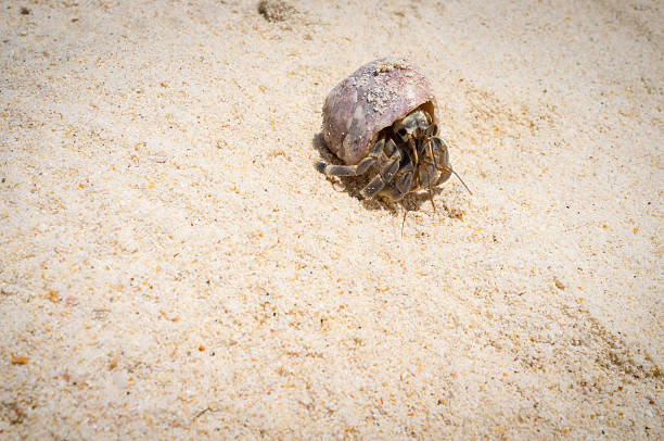 istock Tiny hermit crab walking on a beach of tropical island. 470591608