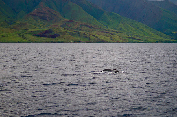 고래 테일 태평양 바다, 하와이 스톡 사진
