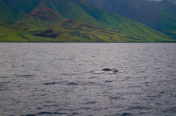 Whale tail in the Pacific Ocean, Hawaii stock photo