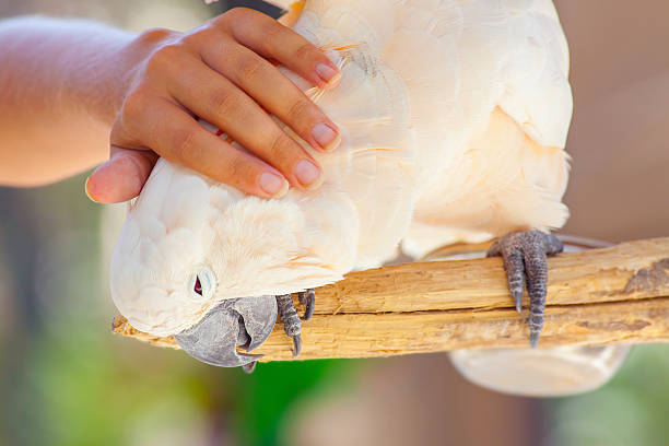 istock creamy white cockatoo 470595248