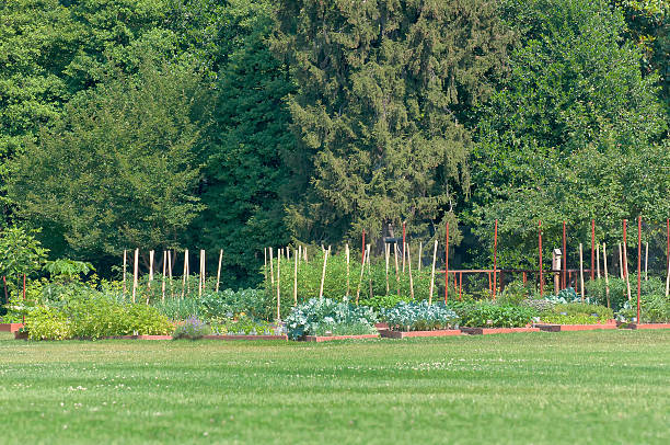 The White House Kitchen Garden on the South Lawn of the White House, designed and planted in 2009 by Michelle Obama, school children, volunteers, staff members, gardeners from the White House and National Park Service.  The garden was created to inspire people to learn to grow a healthier nation.  This photo was taken from the public sidewalk outside the fence on the edge of the South Lawn of the White House.  The garden is planted with herbs, collards, tomatoes, broccoli, peas, kale, beets, raspberries, swiss chard, spinach kohlrabi, pak choi, cabbage, spinach, arugula, rhubarb, lettuce, cauliflower, turnips, endive.