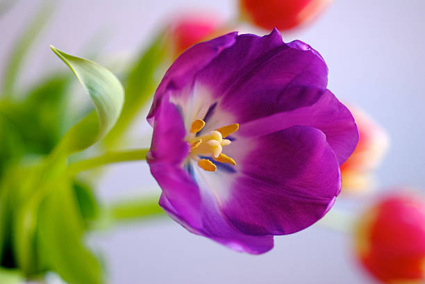 Zbliżenie Tulipan z fioletowym, czerwone Tulipany w tle. – zdjęcie