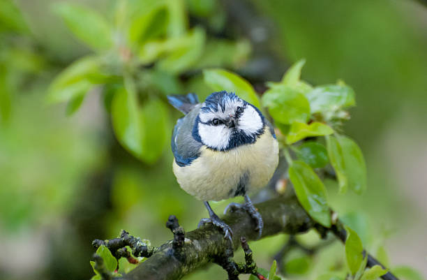 Blåmes på en trädgren, tittar rakt in i kameran. stock photo