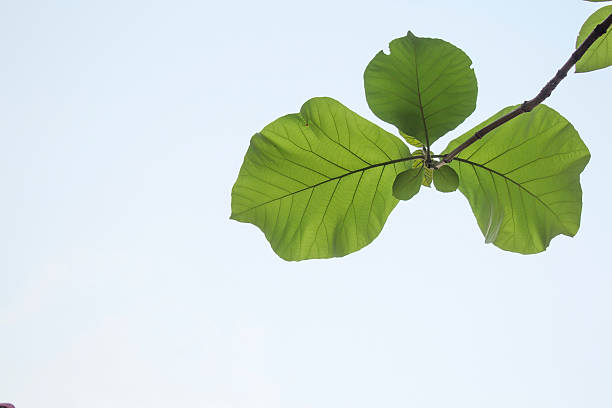 istock green leaf and clear sky, leaf branch lines 470598134