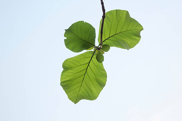 istock green leaf and clear sky, leaf branch lines 470598136