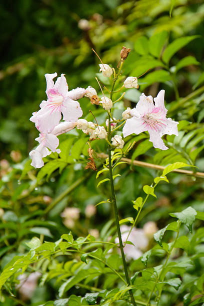 istock White and pink beautiful flowers on green background 470598270