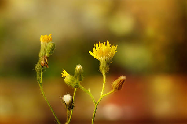istock Artistic wild yellow flower (dandelion) soft background 470598613