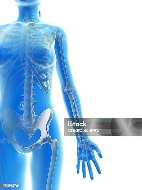 Kobieta Szkieletgrupa - zdjęcia stockowe i więcej obrazów Anatomia człowieka - Anatomia człowieka, Bez ludzi, Białe tło