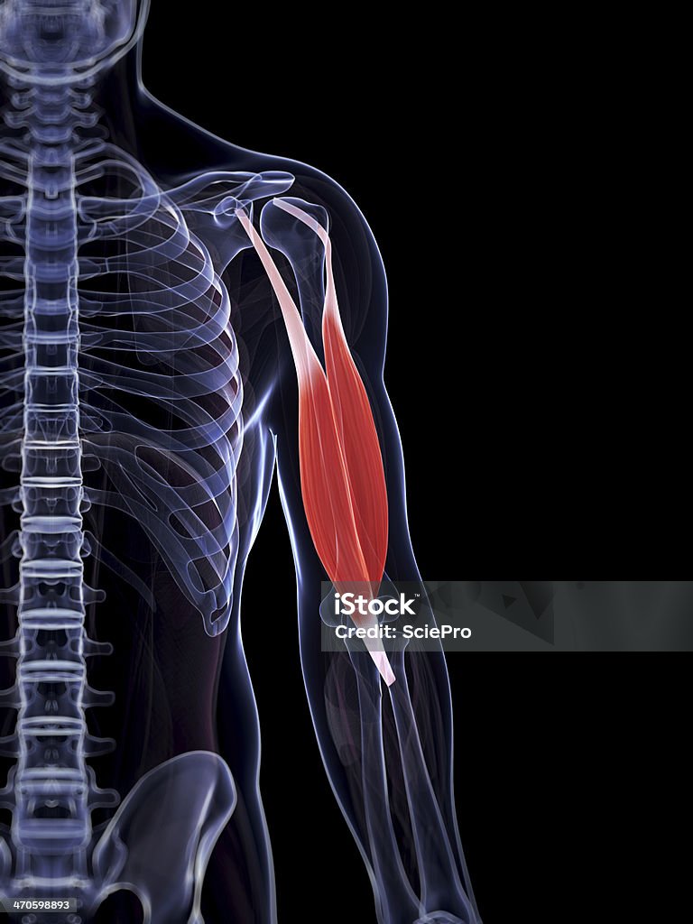 Männliche Bizeps Muskel - Lizenzfrei Anatomie Stock-Foto
