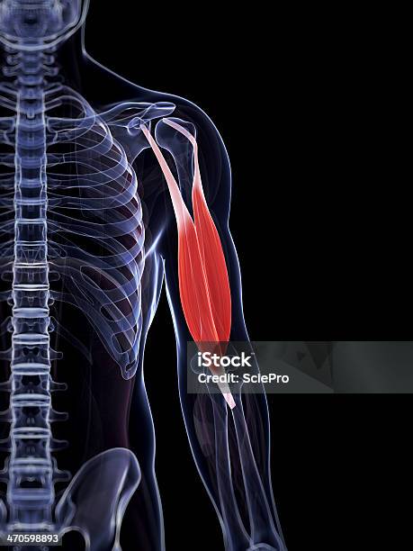 Мужской Бицепсы Мышца — стоковые фотографии и другие картинки Анатомия - Анатомия, Без людей, Биология