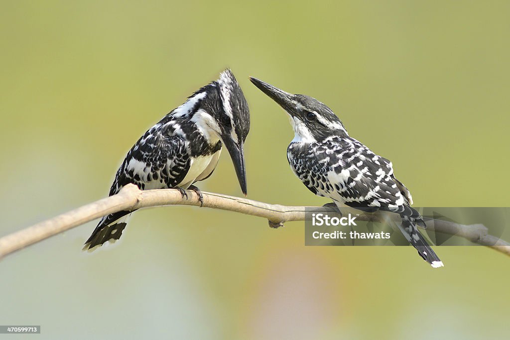 Kingfisher foot Couple of kingfisher bird (Pied kingfisher, Ceryle rudis) perching on a branch Animal Stock Photo