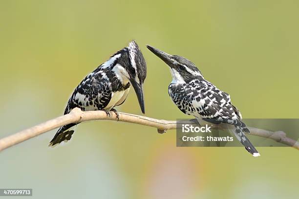 Kingfisher Foot Stock Photo - Download Image Now - Animal, Animal Body Part, Animal Foot