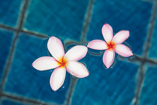 flores tropicais frangipani flutuando na água azul - waterbased - fotografias e filmes do acervo